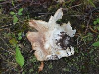 Raduno 4x4 27-07-2014 (174)